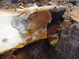 dry rot yorkshire