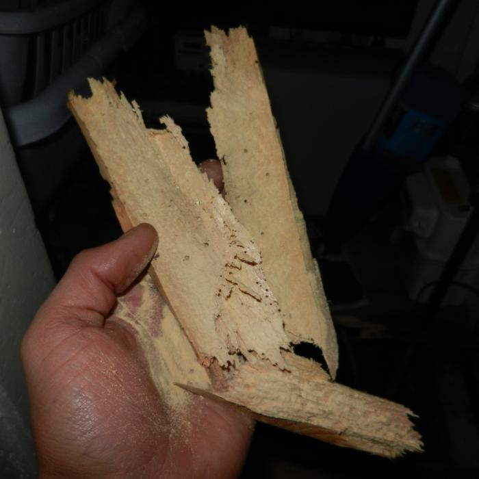 Heavily infested floorboard has completed lost its integrity and could easily be torn apart by hand. Timber in this condition is beyond treatment and requires replacement.&nbsp;