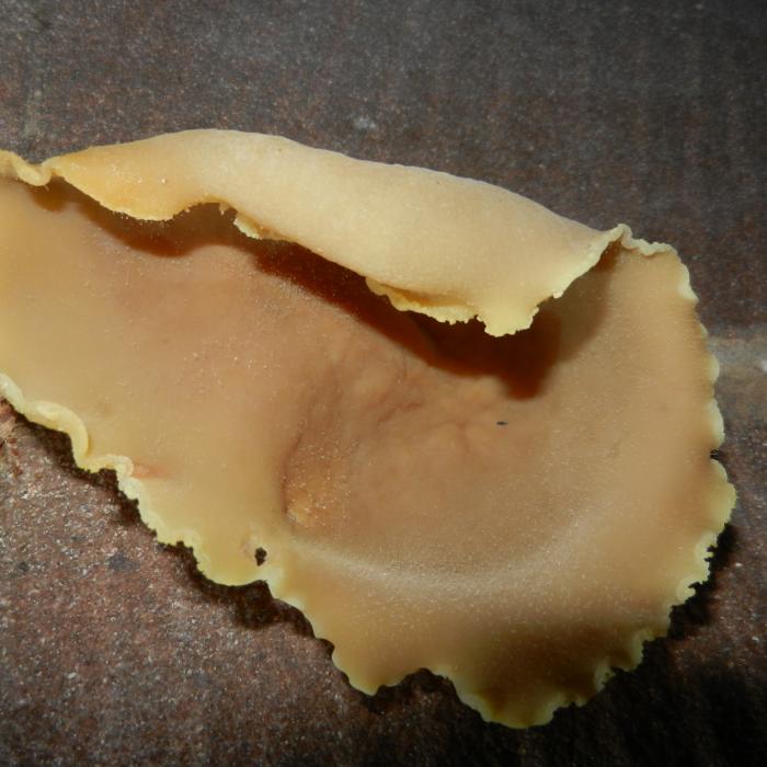 Peziza Species - plaster fungus observed emulating from a wet masonry wall due to water ingress. This is not a wood destroying fungus. &nbsp;