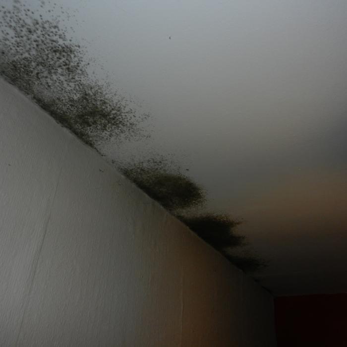 Image of mould spercifically affecting the wall/ceiling junction of a York property. A thermal scan of the property revealed evidence missing insulation, particularly in the eaves of the building. &nbsp;As a result, cold air intrusion was noted to be a problem which is caused by the migration of air into the roof void through the soffits and eaves roof tiles which has a cooling effect on the ceilings directly adjacent to the front and rear external walls. &nbsp;In most situations when roof insulation is installed this will be withdrawn from the eaves to allow ventilation within the roof void. &nbsp;As a consequence however, inevitably the temperature of the walls/ceilings adjacent to the eaves is significantly reduced by the intrusion of cold air. &nbsp;This therefore makes these areas vulnerable to issues with mould and condensate. &nbsp;
In this scenario, consideration should be given to extending the insulation into the eaves of the roof. &nbsp;As a consequence however, this will reduce ventilation within the roof which needs to be reintroduced, particularly as the roof of this property is protected by a secondary non breathable bitumen membrane which can result in condensation forming within the roof due to the absence of ventilation. Ventilation can however be reintroduced with the use of vented roof tiles.