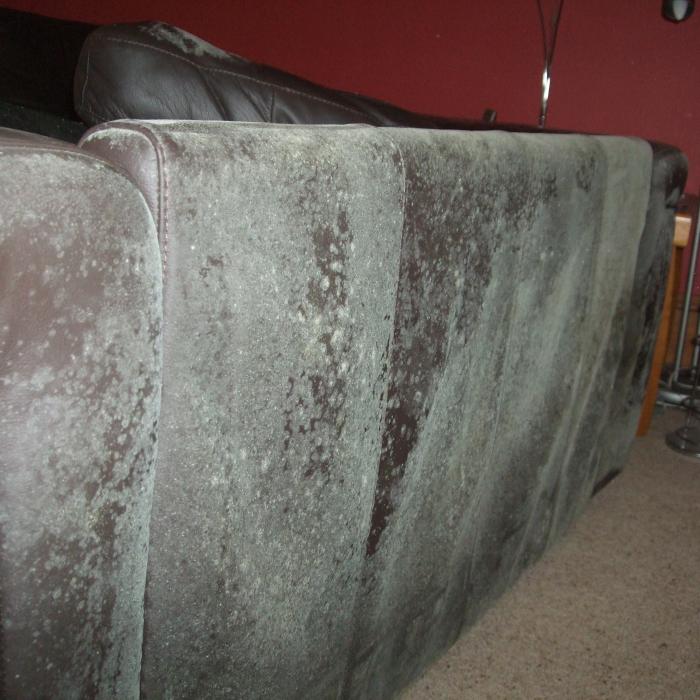 Mouldy back to a couch discovered in a property expressing severe issues with atmospheric moisture in York.&nbsp;