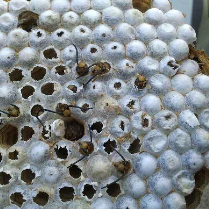 This is an active giants hornets nest discovered in a roof void prior to treatment.&nbsp;