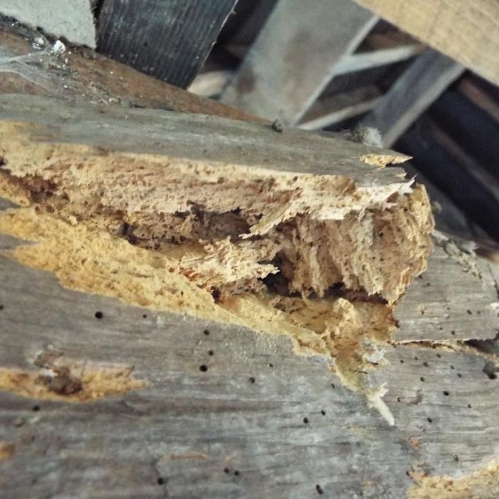 Extensive wood worm attack of a large section structural beam.