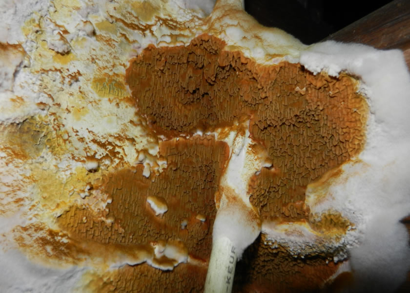 wet rot yorkshire uk