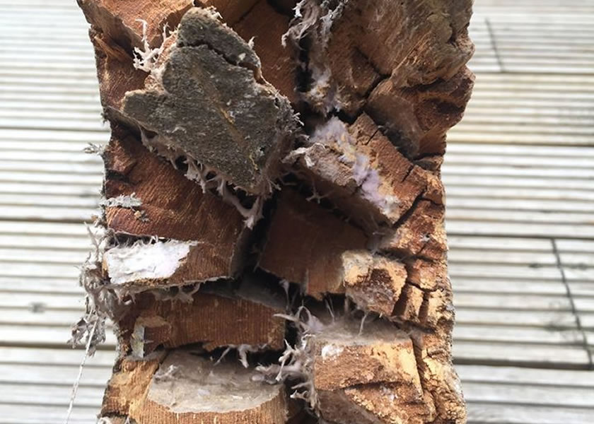 wet rot yorkshire uk