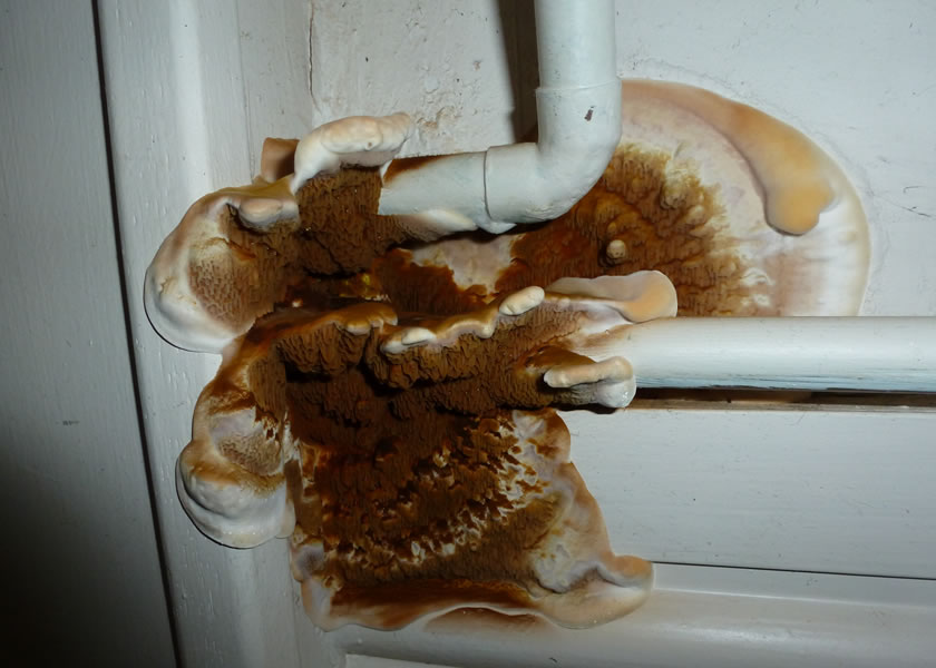 wet rot yorkshire uk