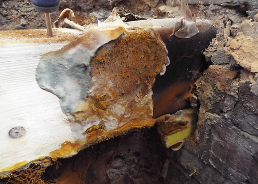 timber surveys yorkshire uk