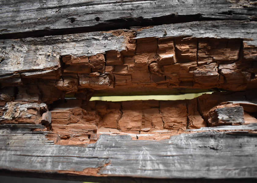 timber surveys yorkshire uk