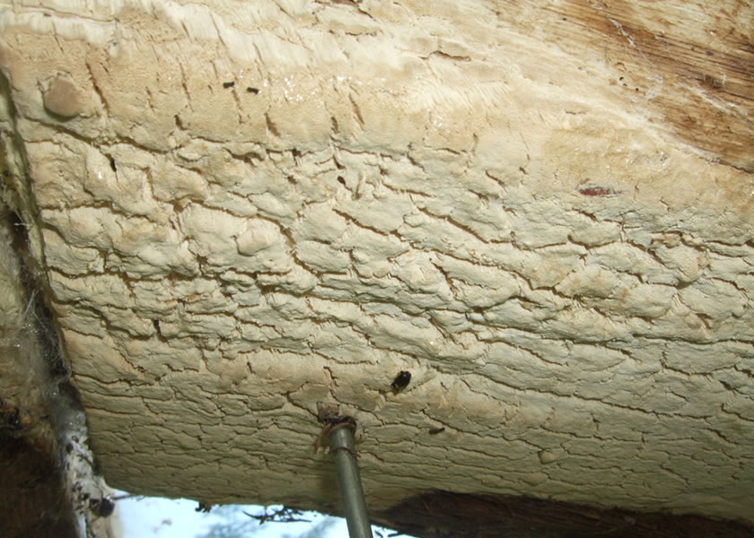 wet rot yorkshire uk