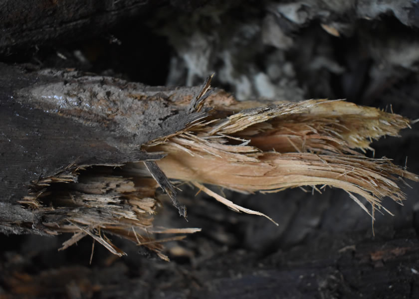 wet rot yorkshire uk