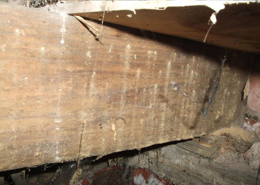 woodworm yorkshire uk