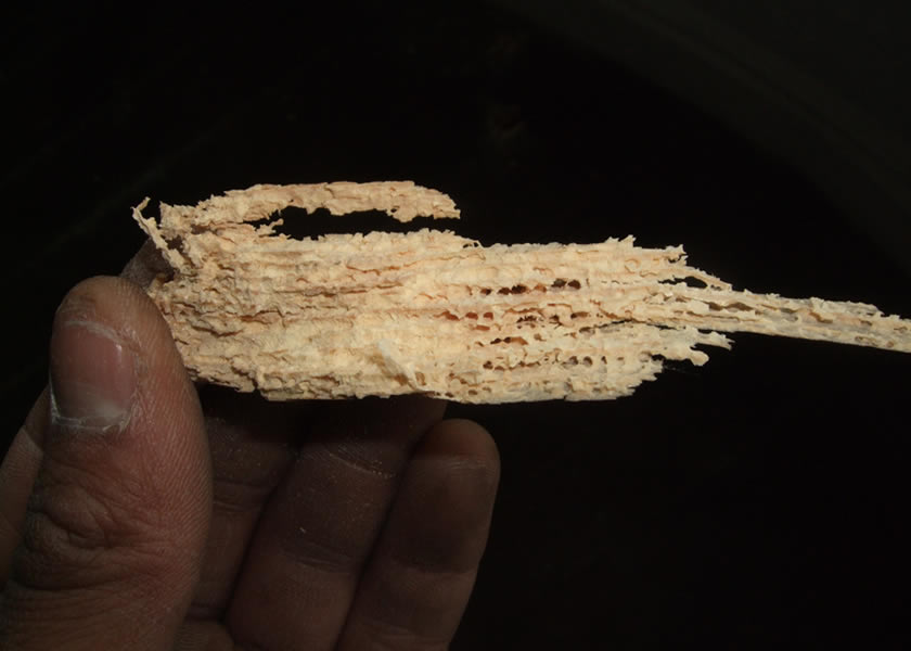 woodworm yorkshire uk