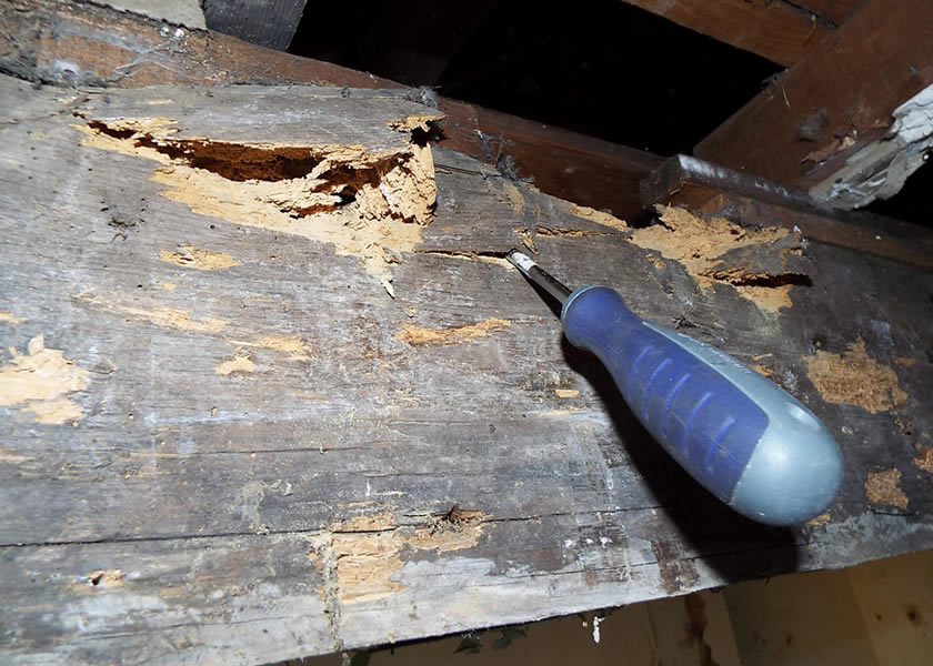 woodworm yorkshire uk